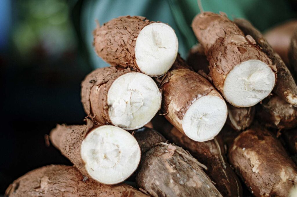 cassava,