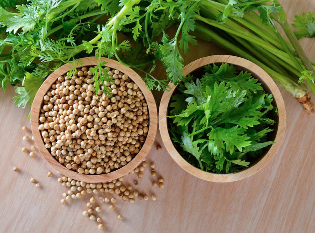 Coriander (Cilantro)